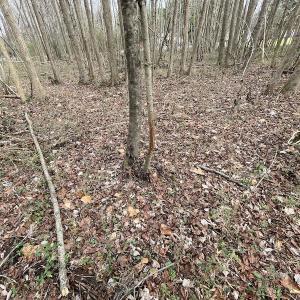 Photo #34 of SOLD property in Off Fortsville Rd, Drewryville, VA 74.0 acres