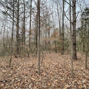 Photo #39 of SOLD property in Off Fortsville Rd, Drewryville, VA 74.0 acres