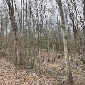 Photo #42 of SOLD property in Off Fortsville Rd, Drewryville, VA 74.0 acres