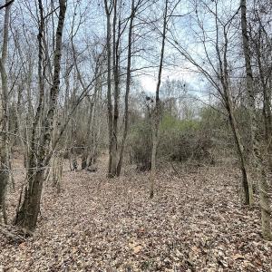 Photo #46 of SOLD property in Off Fortsville Rd, Drewryville, VA 74.0 acres