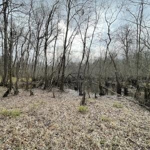 Photo #48 of SOLD property in Off Fortsville Rd, Drewryville, VA 74.0 acres