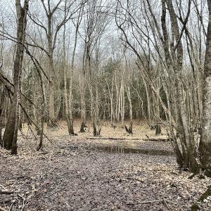 Photo #50 of SOLD property in Off Fortsville Rd, Drewryville, VA 74.0 acres