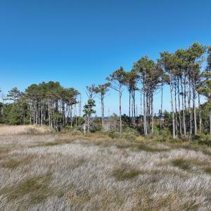 Photo #17 of SOLD property in Off Hog Quarter Road, Powells Point, NC 37.2 acres