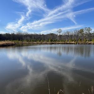 Photo #29 of SOLD property in Off Odell Littleton Road , Littleton , NC 200.0 acres