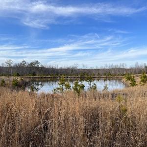 Photo #42 of SOLD property in Off Odell Littleton Road , Littleton , NC 200.0 acres