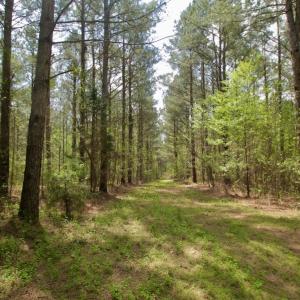Photo #19 of SOLD property in Off Qualls Farm Rd, Enfield, NC 174.0 acres