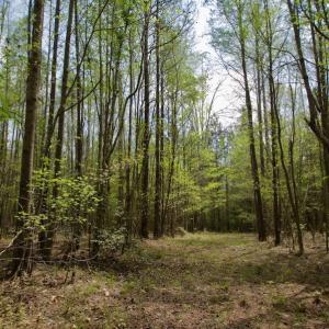Photo #33 of SOLD property in Off Qualls Farm Rd, Enfield, NC 174.0 acres