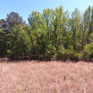 Photo #4 of SOLD property in Off Mcquage Farm Road, Bennettsville, SC 2.0 acres