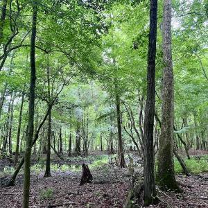 Photo #15 of SOLD property in Off Hwy 123 North, Hookerton, NC 36.0 acres
