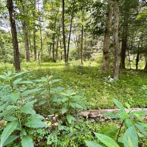 Photo #70 of SOLD property in 3598 Lower Fork Rd, Williamsville, VA 22.2 acres