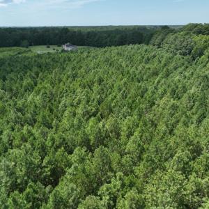 Photo #16 of SOLD property in Off NC HWY 32 N, Corapeake, NC 10.0 acres