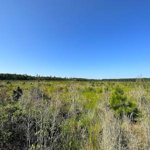 Photo #28 of SOLD property in Off Carolina Rd, Suffolk, VA 115.0 acres