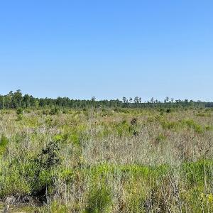 Photo #31 of SOLD property in Off Carolina Rd, Suffolk, VA 115.0 acres