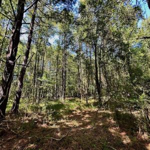 Photo #47 of SOLD property in Off Hargrave Rd, Jackson, NC 41.0 acres