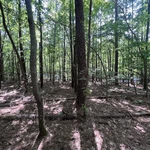Photo #19 of SOLD property in Off Warren County Acres Road , Littleton, NC 8.0 acres