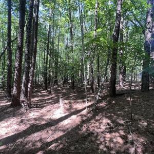 Photo #20 of SOLD property in Off Warren County Acres Road , Littleton, NC 8.0 acres
