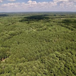 Photo #6 of SOLD property in Off Warren County Acres Road , Littleton, NC 8.0 acres