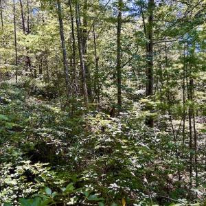 Photo #20 of SOLD property in Off Doe Circle, Clifton Forge, VA 10.6 acres