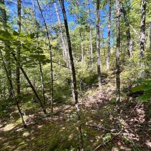 Photo #21 of SOLD property in Off Doe Circle, Clifton Forge, VA 10.6 acres