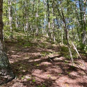 Photo #26 of SOLD property in Off Doe Circle, Clifton Forge, VA 10.6 acres