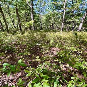 Photo #35 of SOLD property in Off Doe Circle, Clifton Forge, VA 10.6 acres
