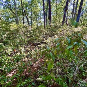 Photo #36 of SOLD property in Off Doe Circle, Clifton Forge, VA 10.6 acres