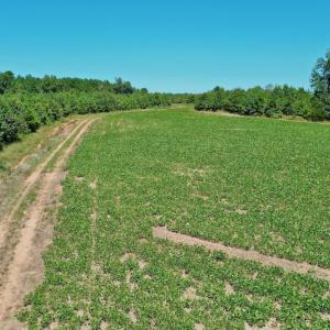 Photo #23 of SOLD property in Off Dennis Harris Rd, Macon, NC 138.1 acres