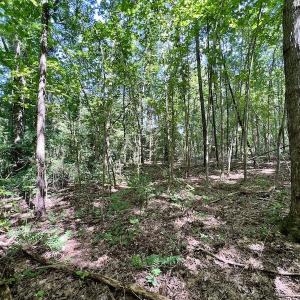Photo #20 of SOLD property in Off Coon Myrick Rd, Littleton, NC 7.0 acres