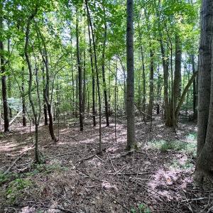 Photo #29 of SOLD property in Off Coon Myrick Rd, Littleton, NC 7.0 acres