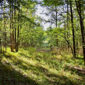 Photo #25 of Off Wilkinsville Hwy (Hwy 105), Gaffney, SC 579.6 acres