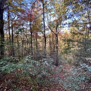 Photo #26 of SOLD property in Off Pole Bridge Rd, Stuart, VA 35.9 acres