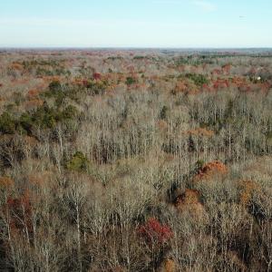 Photo #5 of SOLD property in Off Gera Rd, King George, VA 82.0 acres