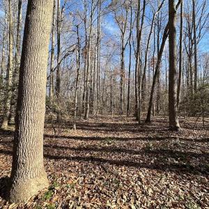 Photo #21 of SOLD property in Off Gera Rd, King George, VA 82.0 acres