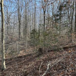 Photo #27 of SOLD property in Off Gera Rd, King George, VA 82.0 acres
