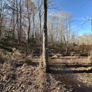 Photo #29 of SOLD property in Off Gera Rd, King George, VA 82.0 acres
