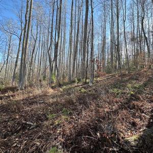 Photo #32 of SOLD property in Off Gera Rd, King George, VA 82.0 acres