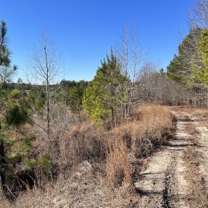 Photo #19 of 02 Josey Williams Road, Erwin, NC 11.0 acres