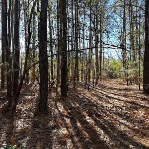 Photo #29 of SOLD property in 7251 Baxter Rd, Disputanta, VA 21.8 acres