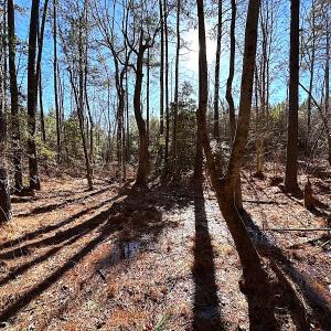 Photo #33 of SOLD property in 7251 Baxter Rd, Disputanta, VA 21.8 acres