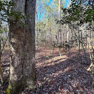 Photo #35 of SOLD property in 7251 Baxter Rd, Disputanta, VA 21.8 acres