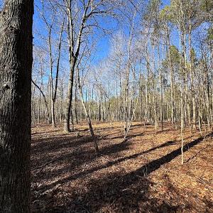 Photo #15 of SOLD property in Off Big Pine Rd, Painter, VA 31.8 acres