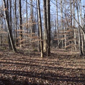 Photo #16 of SOLD property in 334 Westview Drive, Gibsonville, NC 2.9 acres