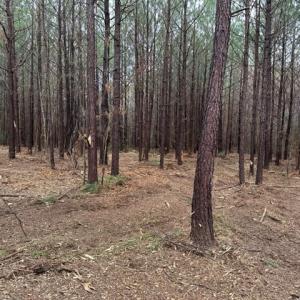 Photo #29 of SOLD property in Off Pony Farm Drive, Siler City, NC 8.1 acres