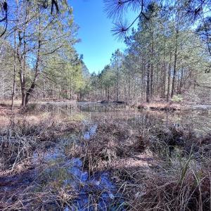 Photo #14 of Off Rehoboth Church Rd, Jackson, NC 162.7 acres