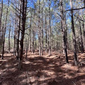 Photo #16 of Off Rehoboth Church Rd, Jackson, NC 162.7 acres