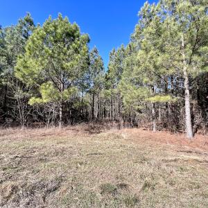 Photo #8 of Off Rehoboth Church Rd, Jackson, NC 162.7 acres