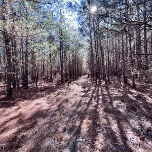 Photo #9 of Off Rehoboth Church Rd, Jackson, NC 162.7 acres