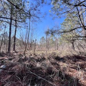 Photo #23 of Off Rehoboth Church Rd, Jackson, NC 162.7 acres