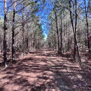 Photo #24 of Off Rehoboth Church Rd, Jackson, NC 162.7 acres