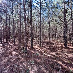 Photo #29 of Off Rehoboth Church Rd, Jackson, NC 162.7 acres